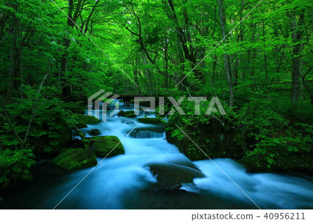 Oirase stream of fresh green 40956211