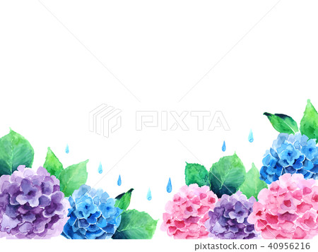 八仙花屬框架例證 八仙花屬框架例證 40956216