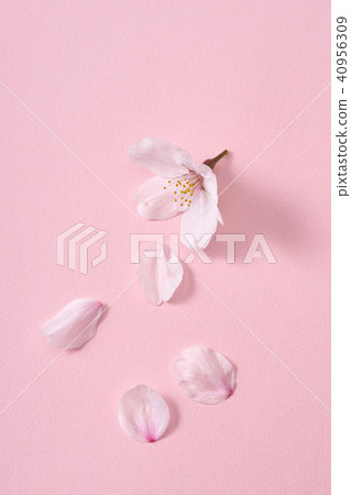Cherry petals 40956309