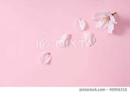 櫻桃花瓣 櫻桃花瓣 40956310