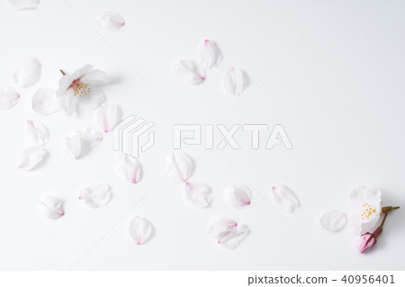 Cherry petals 40956401