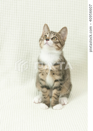 Cat selling me 40956607