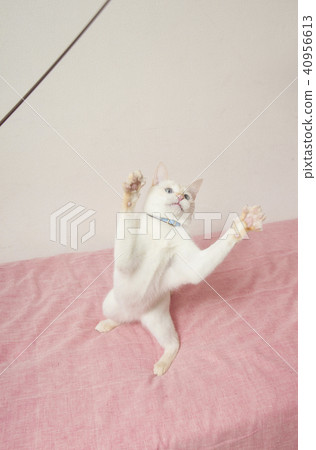 Cat playing with toys 40956613