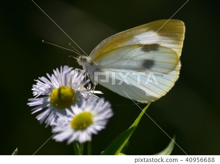 Arrogant butterfly Arrogant butterfly 40956688