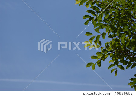 Aozora新鮮的綠色天文學云彩美好的拷貝空間 40956692