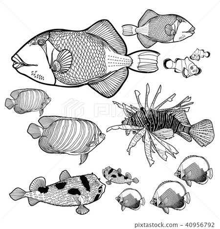 SeaFishCollection SeaFishCollection 40956792