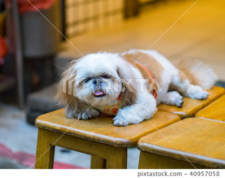 Old dog 40957058