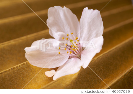 Fan and cherry tree Fan and cherry tree 40957059