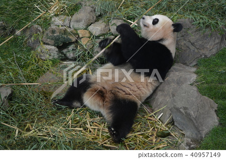 冒險世界熊貓 40957149