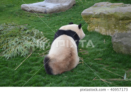 Adventure World Panda 40957173