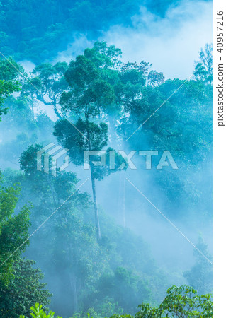 fog cover the trees in the Phang Nga valley fog cover the trees in the Phang Nga valley 40957216