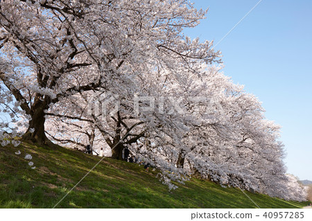 在淀川河公園後噴霧器區域的櫻花 在淀川河公園後噴霧器區域的櫻花 40957285