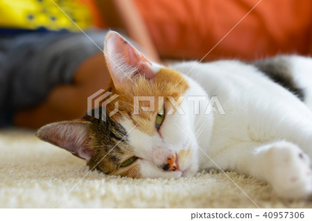 Mikane cats to take a nap Mikane cats to take a nap 40957306