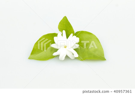White jasmine flowers fresh flowers White jasmine flowers fresh flowers 40957361