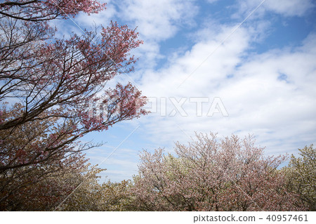 在Ikoma山的野生櫻桃樹 40957461