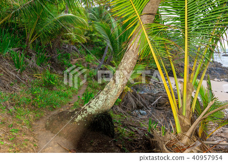 Trailway from havaizinho to Gamboa beach in woods Trailway from havaizinho to Gamboa beach in woods 40957954