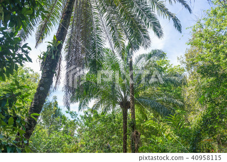 Beautiful nature in Brazil near Itacare city Beautiful nature in Brazil near Itacare city 40958115