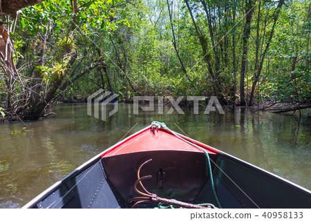 Canoe crossing a mangrove canal under trees Canoe crossing a mangrove canal under trees 40958133