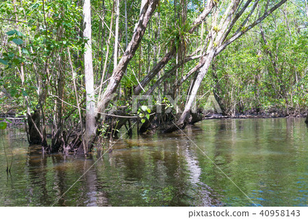 Huge natural mangroves with wide green forest Huge natural mangroves with wide green forest 40958143