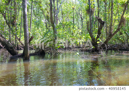Huge natural mangroves with wide green forest Huge natural mangroves with wide green forest 40958145