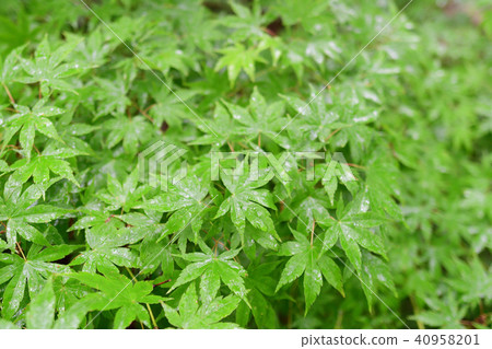 Rain forest Rain forest 40958201