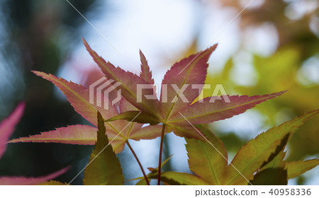 red maple leaf under the sun red maple leaf under the sun 40958336