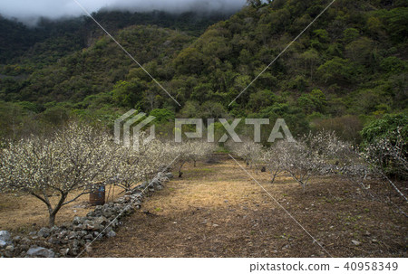 White plum flowers 40958349