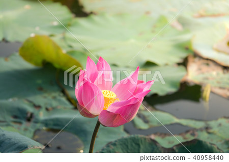 Pink lotus flower 40958440