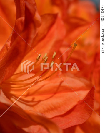 Red flowers blooming in the garden, azalea flowers Red flowers blooming in the garden, azalea flowers 40958473
