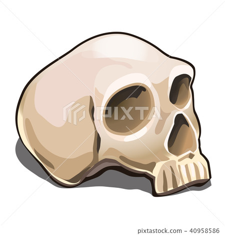 The human skull isolated on white background.... - Stock Illustration ...