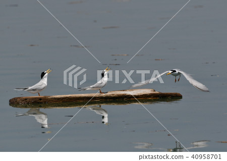 Kojirushi騎漂流木。 40958701