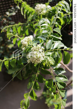 Curry leaf flower Curry leaf flower 40958761