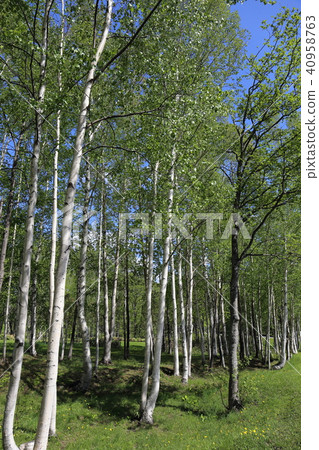 Birch forest of Hokkaido fresh green Birch forest of Hokkaido fresh green 40958763