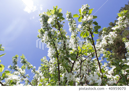 Beautiful flowers on blooming Apple tree at sunlight Beautiful flowers on blooming Apple tree at sunlight 40959070