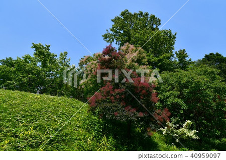 綠樹和煙樹 40959097