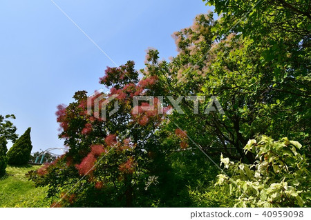 公園煙樹 40959098