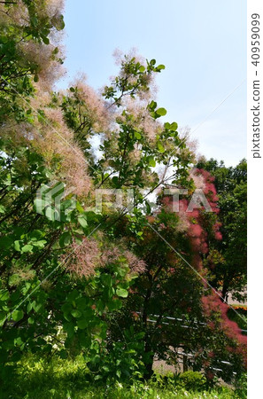 公園煙樹 40959099