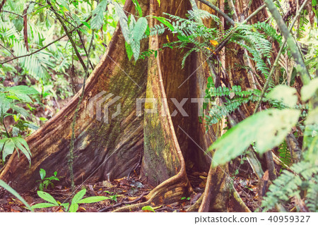 Jungle 40959327