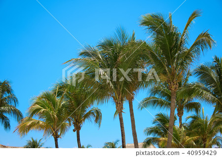 Leaves of coconut palms fluttering in the wind against blue sky. Bottom view. Bright sunny day 40959429