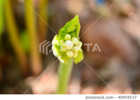 Buds of Sankayou 40959537