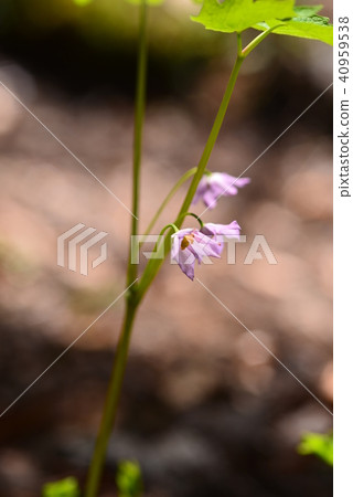 Castanopsis 40959538