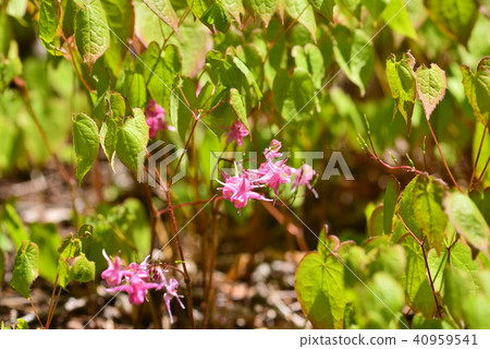 Freshwater leek 40959541