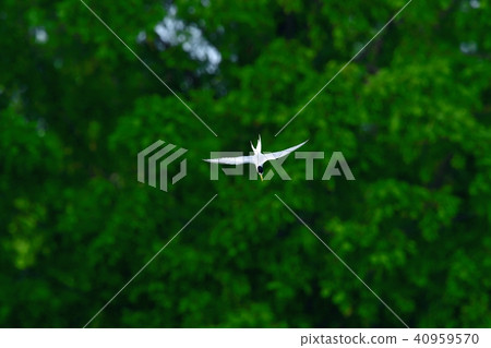 Core dressing which feeds by dive rapidly to the fresh green bag 40959570