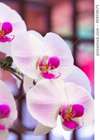 Shilin official residence orchid exhibition Taiwan Shilin official exhibition Moth Orchid Phalaenopsis Phalaenopsis Hu Dielan Shilin official residence orchid exhibition Taiwan Shilin official exhibition Moth Orchid Phalaenopsis Phalaenopsis Hu Dielan 40959675