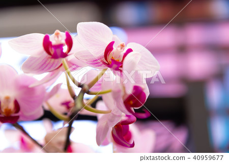 Shilin official residence orchid exhibition Taiwan Shilin official exhibition Moth Orchid Phalaenopsis Phalaenopsis Hu Dielan Shilin official residence orchid exhibition Taiwan Shilin official exhibition Moth Orchid Phalaenopsis Phalaenopsis Hu Dielan 40959677