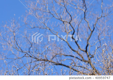 Nankinhase Nankinhase 40959747