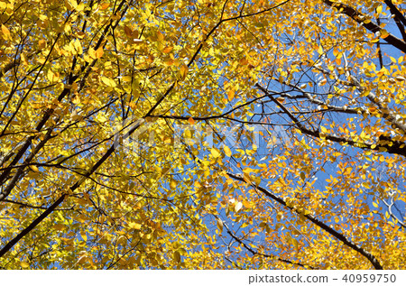 Yellow leaves of zelkova Yellow leaves of zelkova 40959750