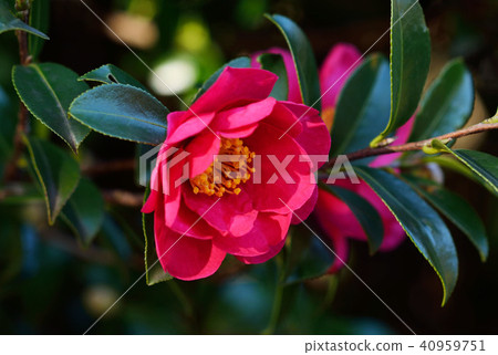 Sasanqua花 40959751