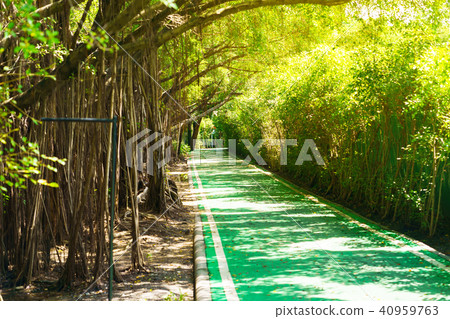 Bicycle lanes in the park 40959763