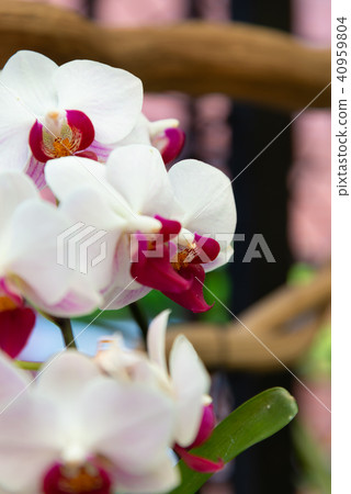 士林官邸蘭花展 台湾士林官邸らん展 Moth Orchid 蝴蝶蘭 Phalaenopsis 胡蝶蘭 40959804